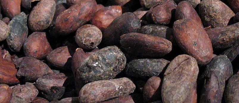 Roasted cacao beans