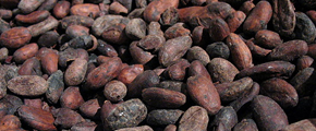 A pile of roasted cocoa beans