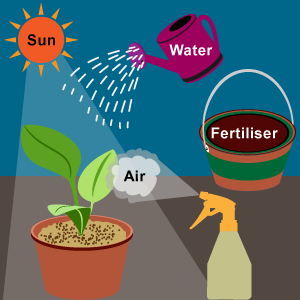 A pot plant receiving its essentials; sunlight, water, fertiliser and air