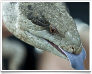 blue tongue lizard