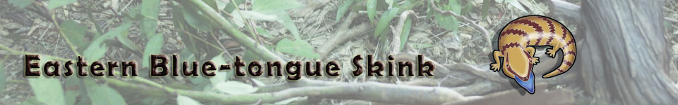 Eastern Blue-Tongued Skink