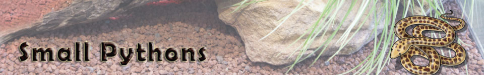 Small Pythons
