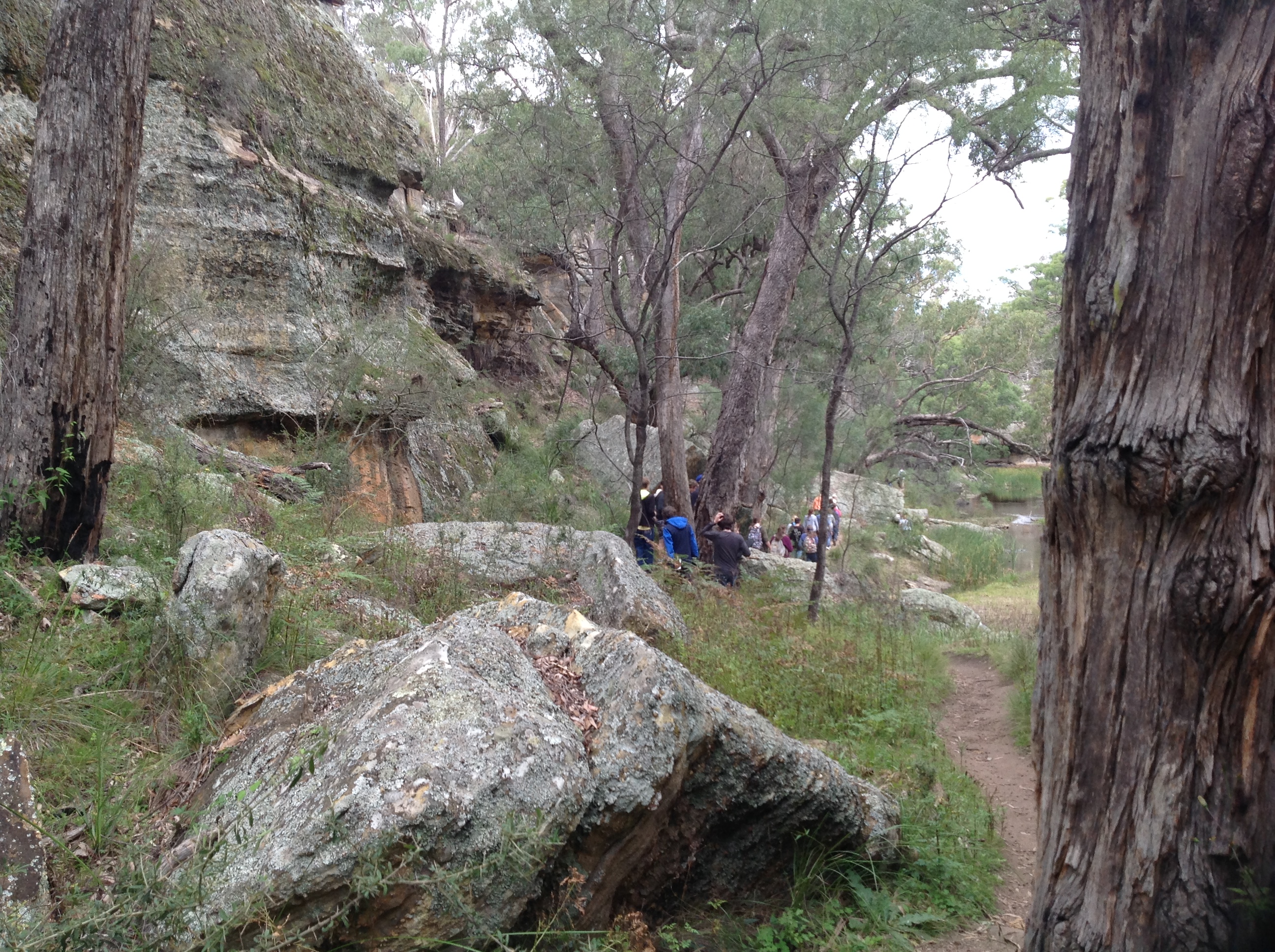 Grey rocks covered with green moss and white grey splotches of lichen. Tall gum trees, a few different kinds, braken, sedge and spiky plants on the ground.