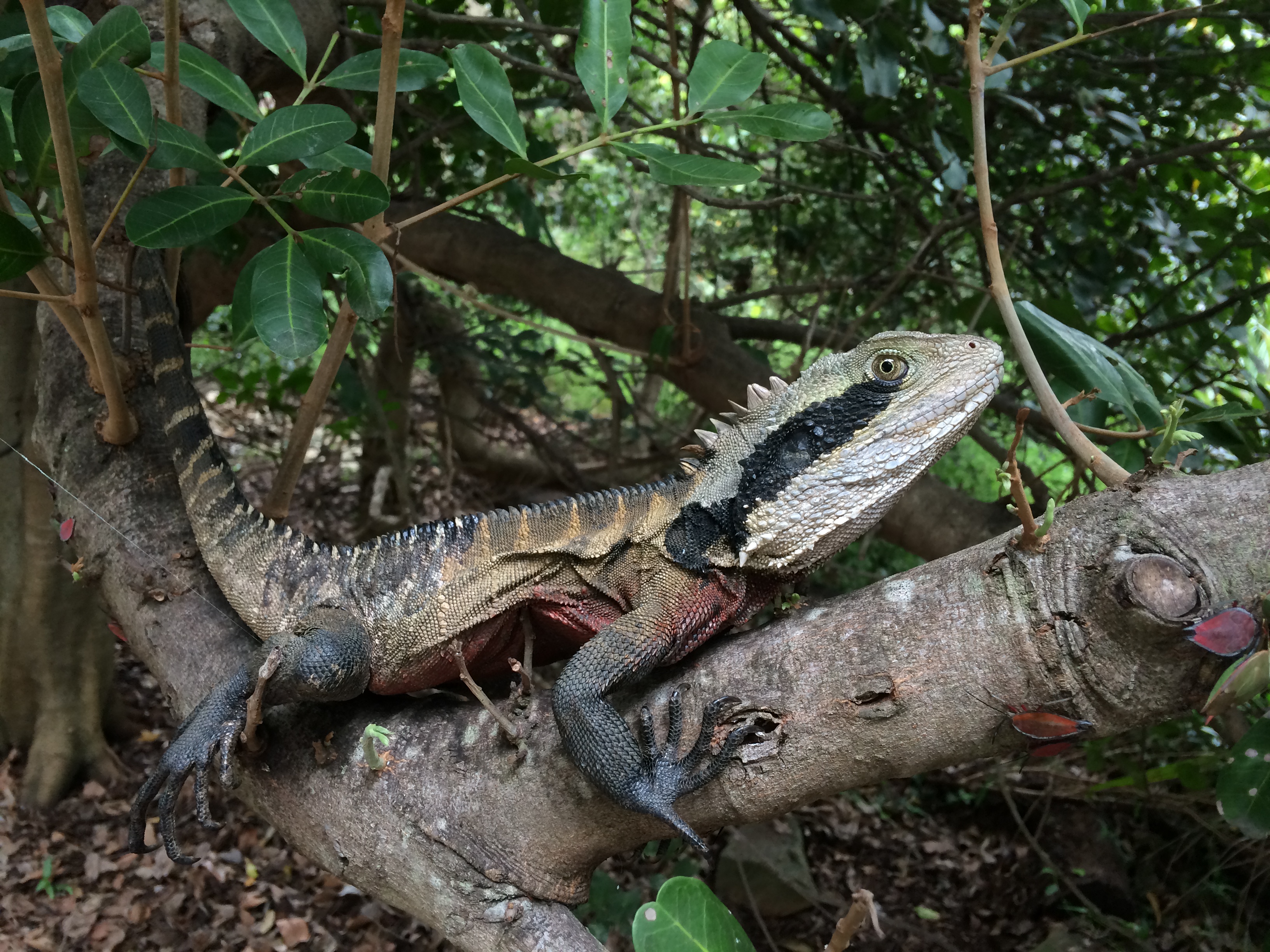 Orange, red, black, and grey splotched lizard clinging to a tree branch in leafy forested area.