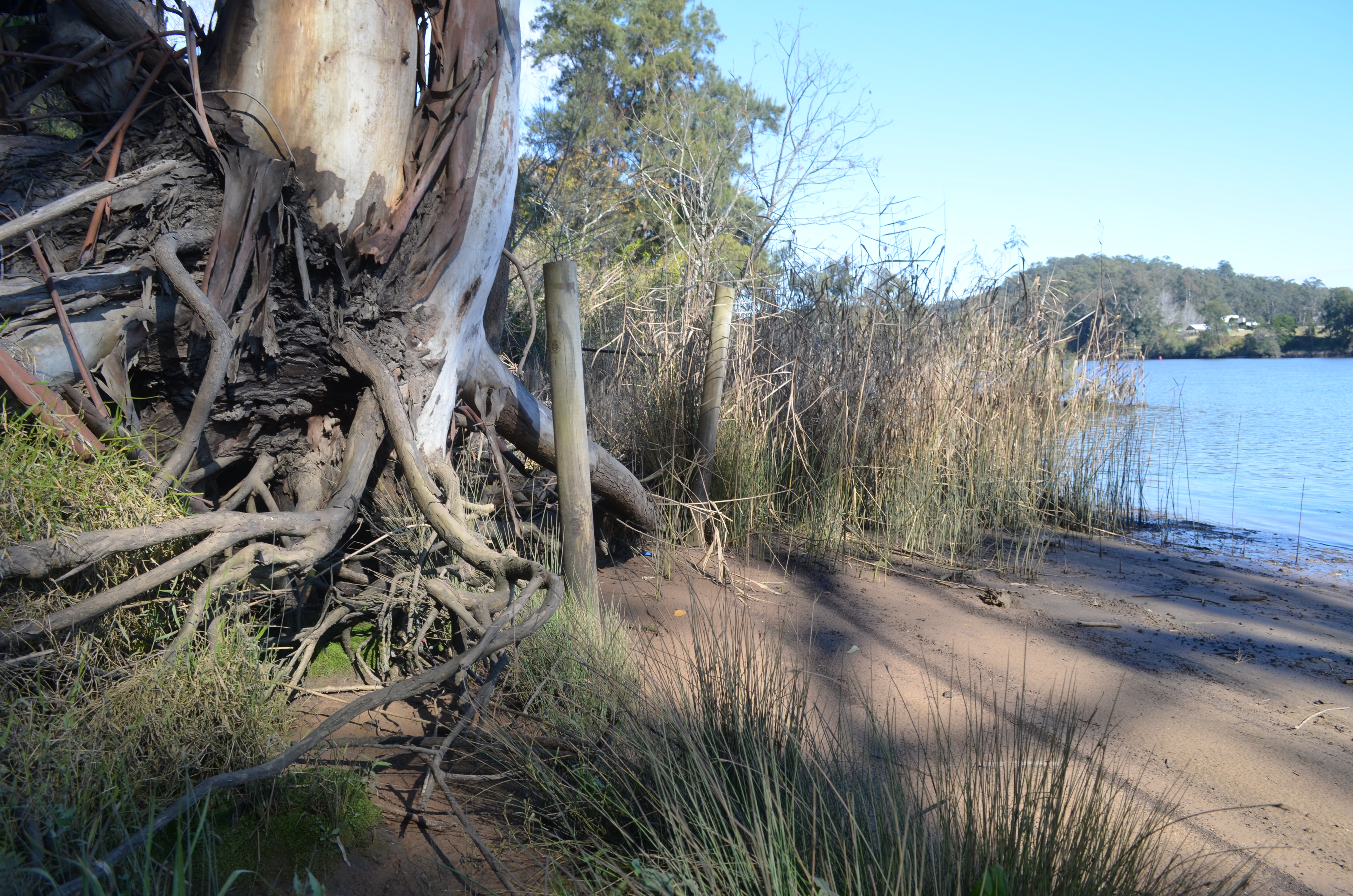 Small plants and a large tree next to a body of water