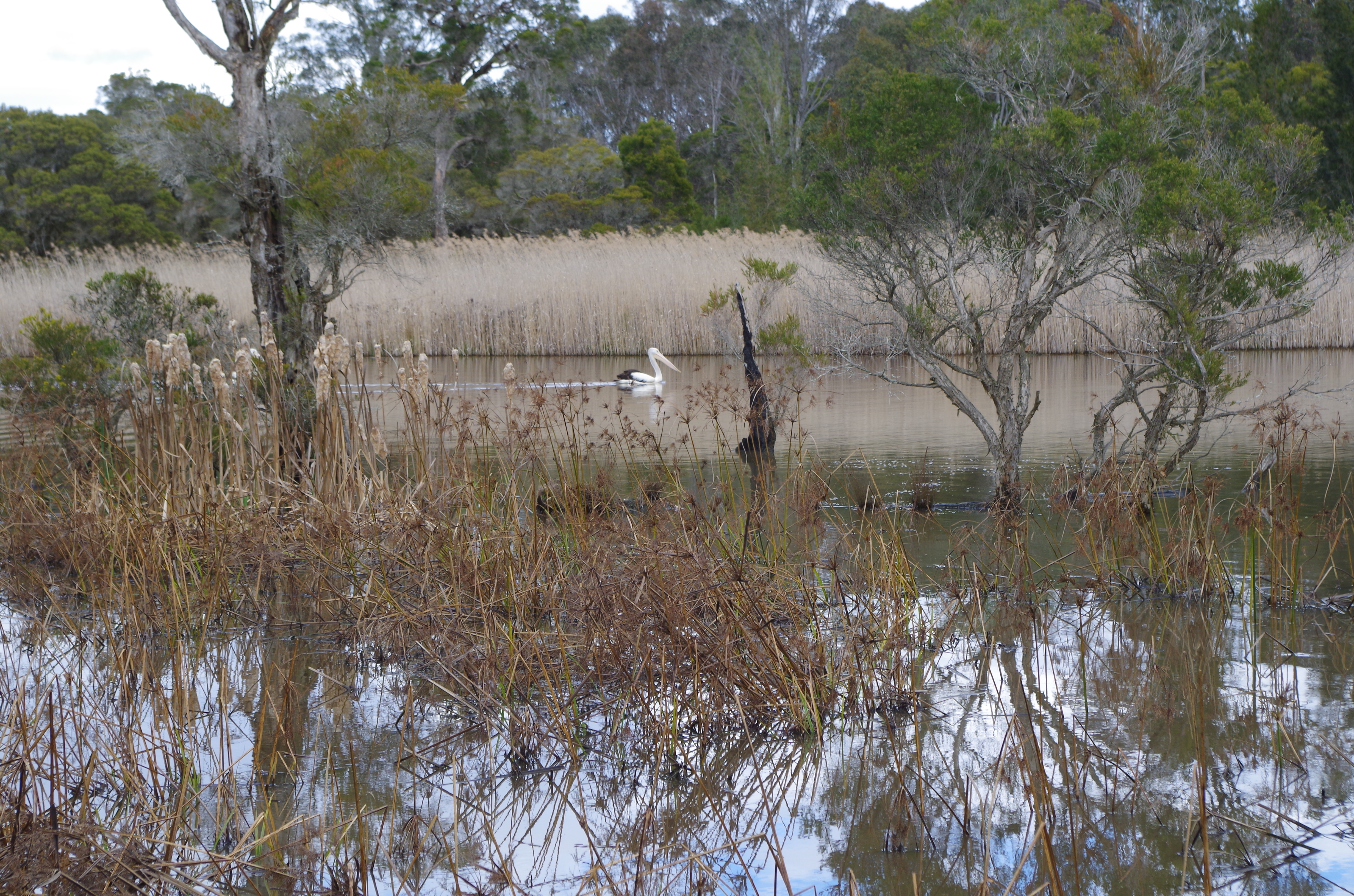 Pelican floats on the surface of wetlands