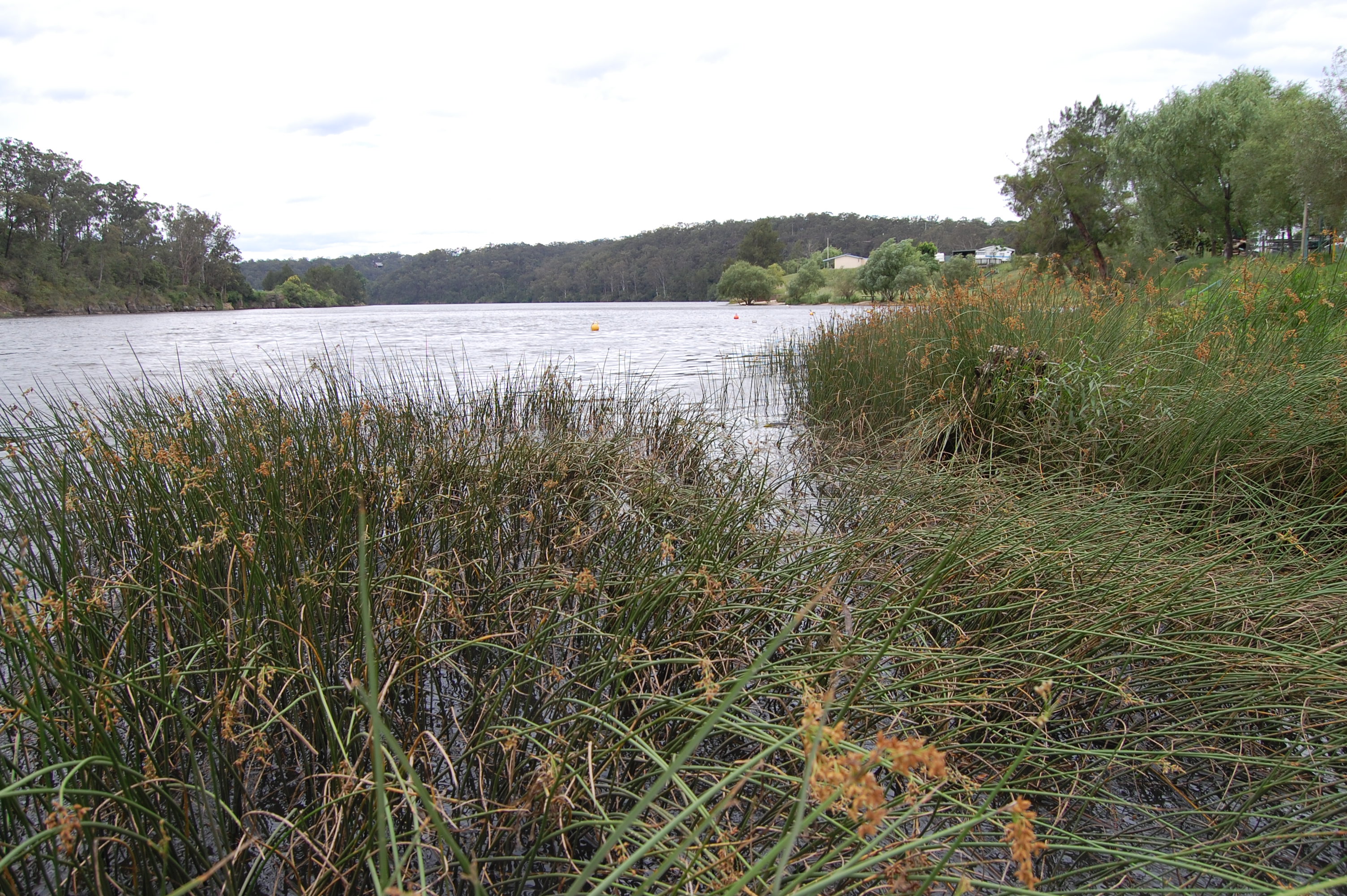 Vegetation alongside a body of fresh water