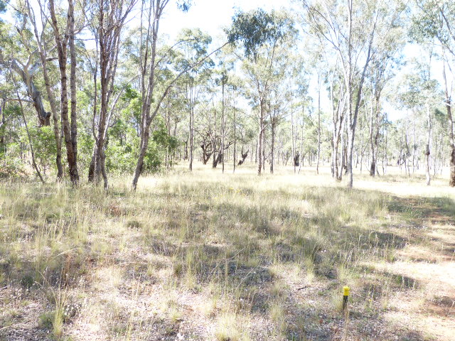 bare ground with not very much grass cover, there are some trees spread out.