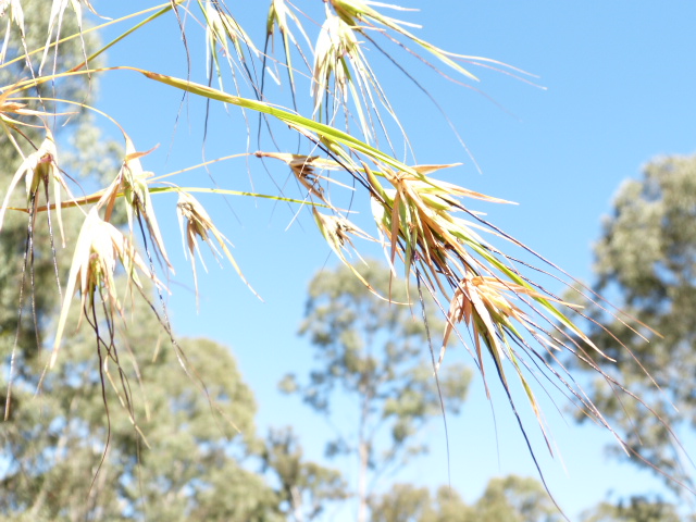 Close up of long grass showing the seeds.