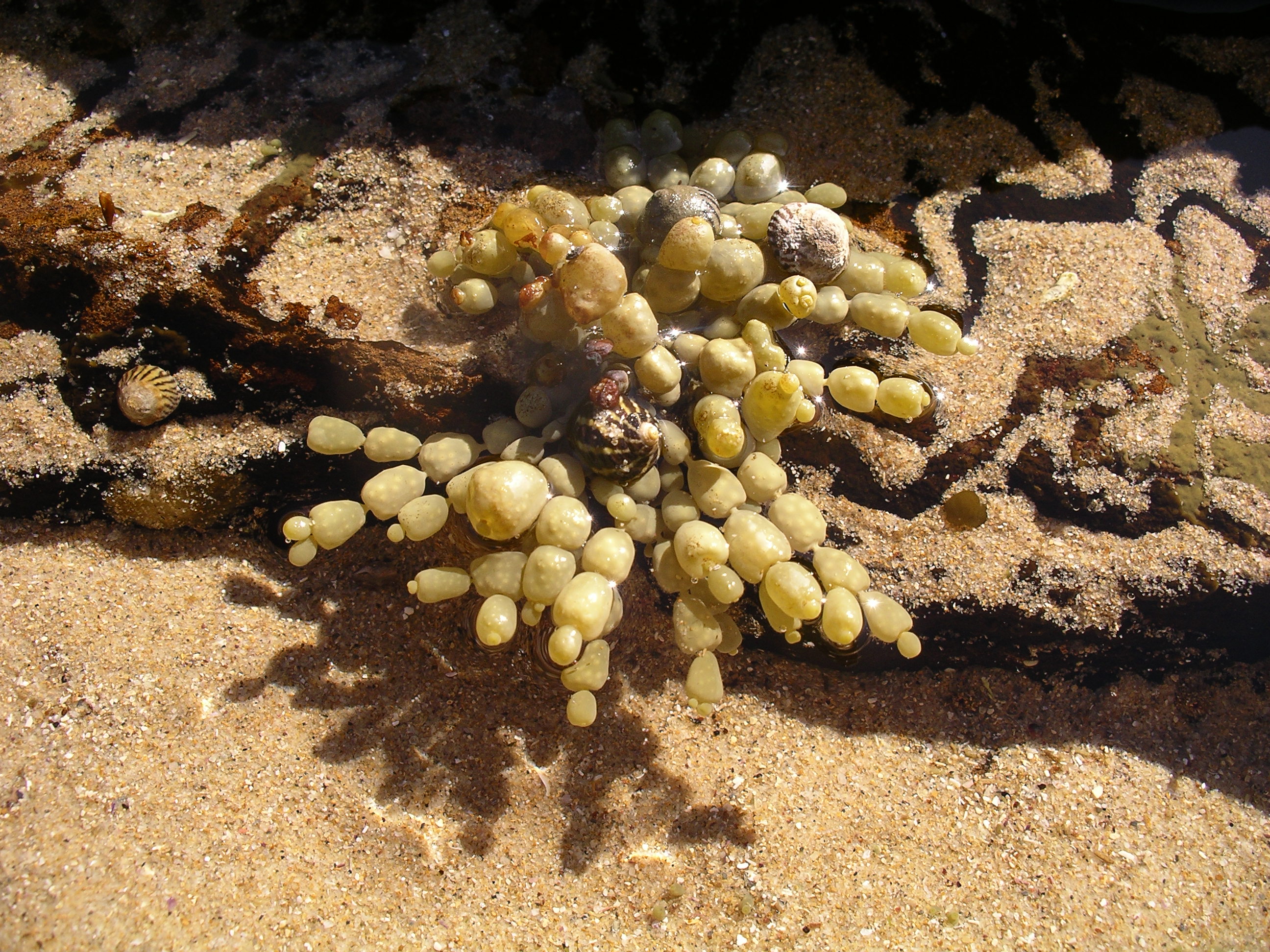 Knobbly seaweed lying on some sand right next to a rock pool. There are a number of molluscs on or near the seaweed. They are probably eating it.