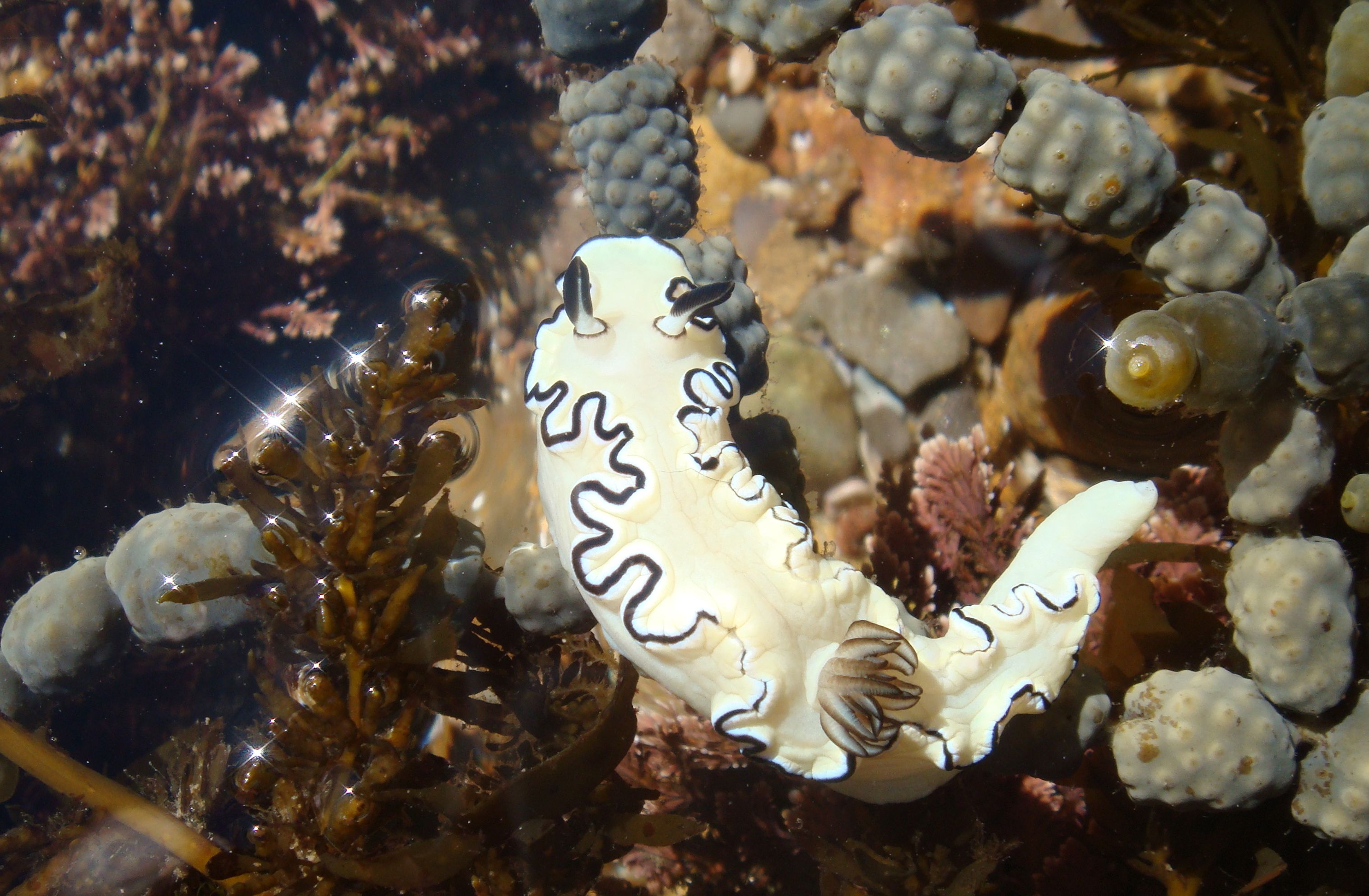 A white sea slug that has a layer of frill around its' body with a black highlight and two antenna with fringy fronds. It is weird and pretty.