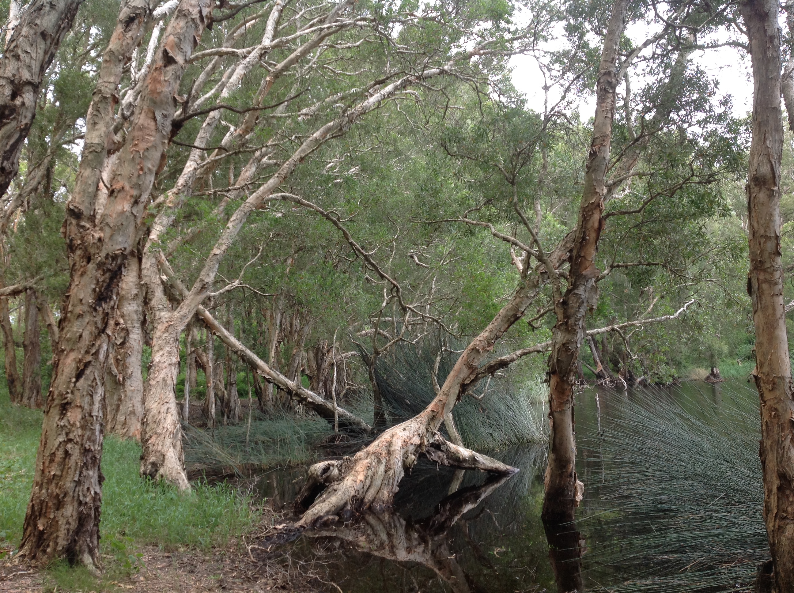 Grassy shore of a pond or billabong with many tall paperbarks, some growing in the water.