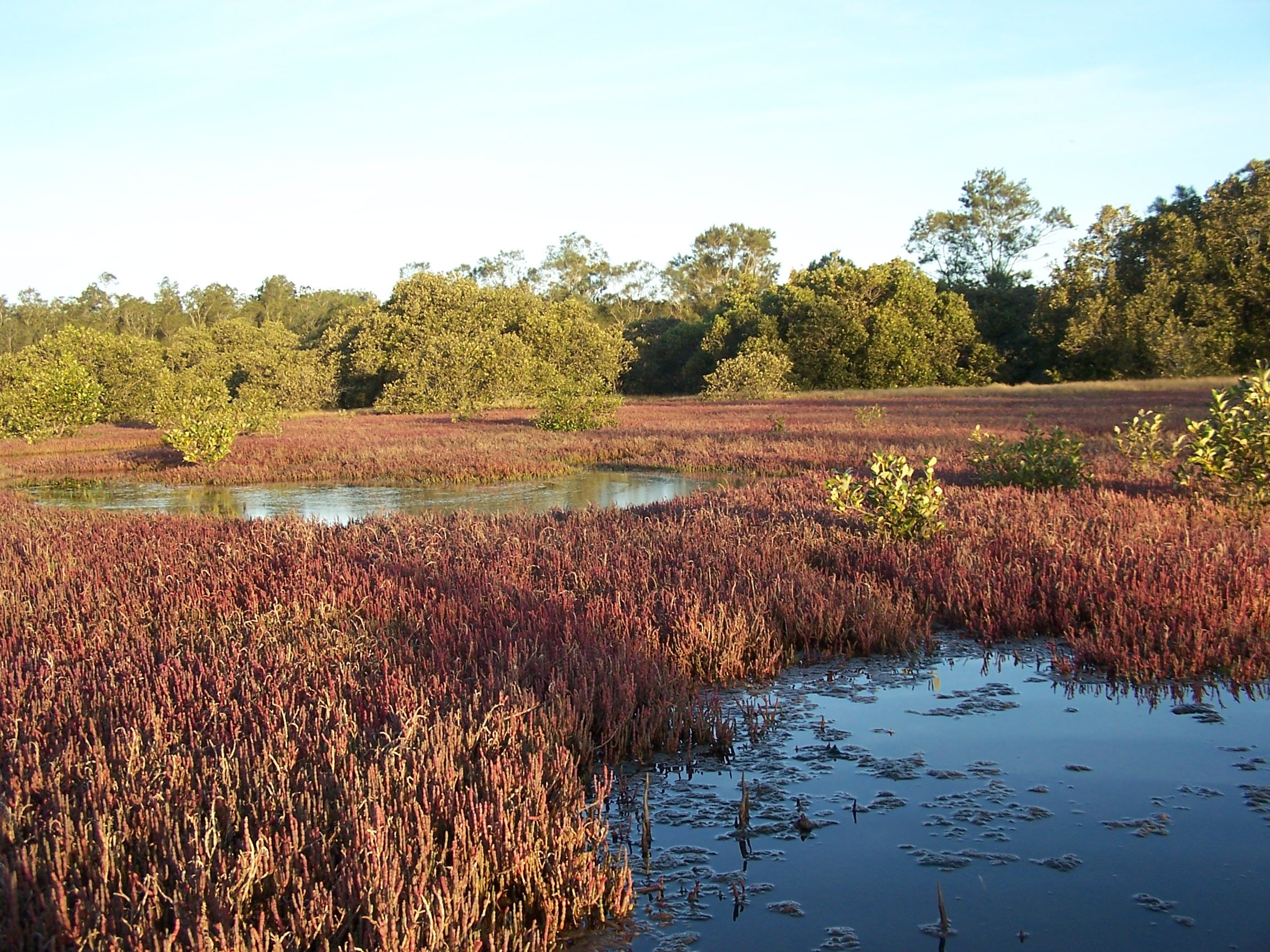 open area with pools of water and thick grasses. a few small mangrove trees grow amonst the grass. There are big trees in the distance.