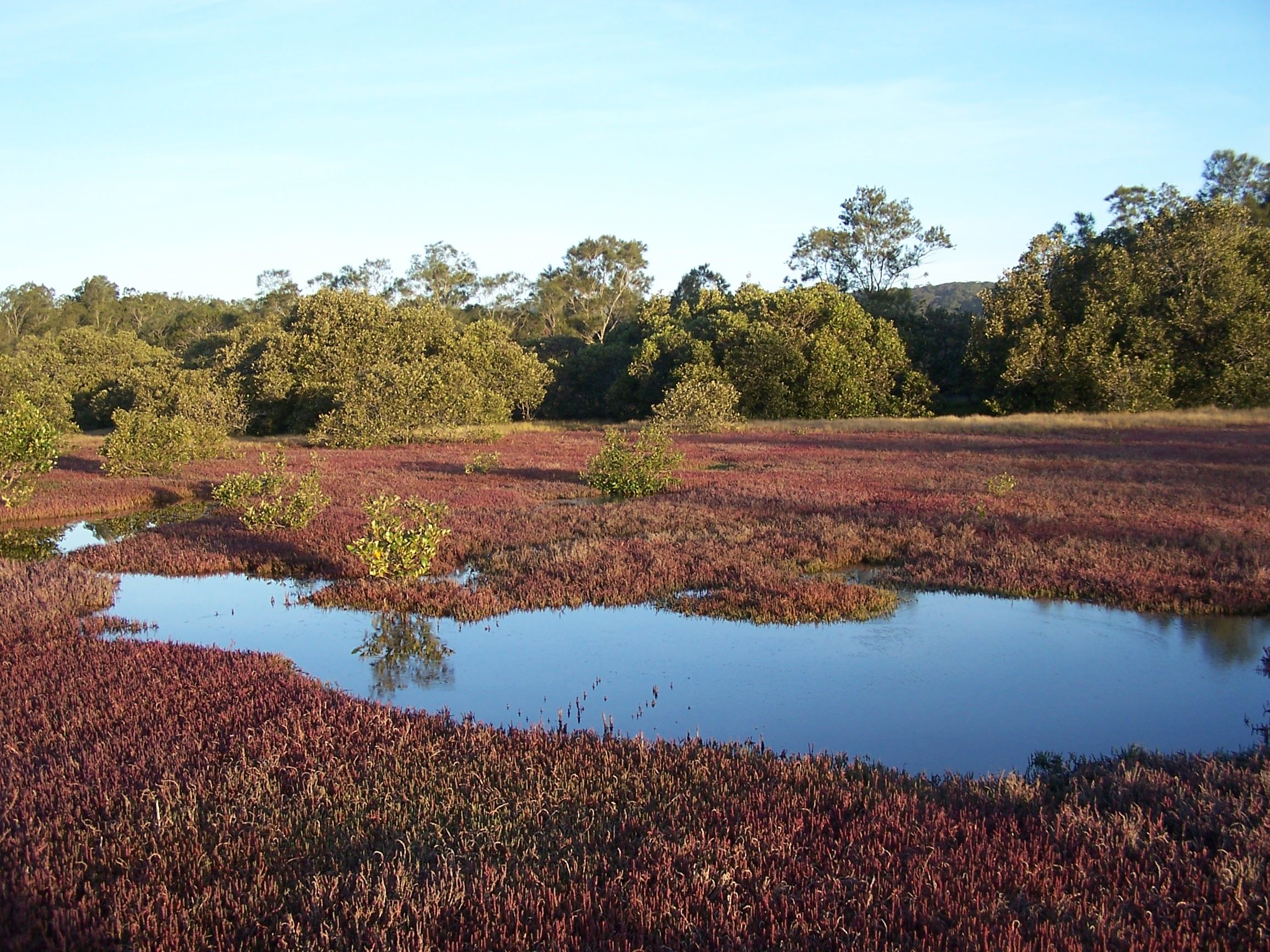 Low lying swampy looking area with red coloured grass and trees and shrubs only growing in the distance where the grass is green.