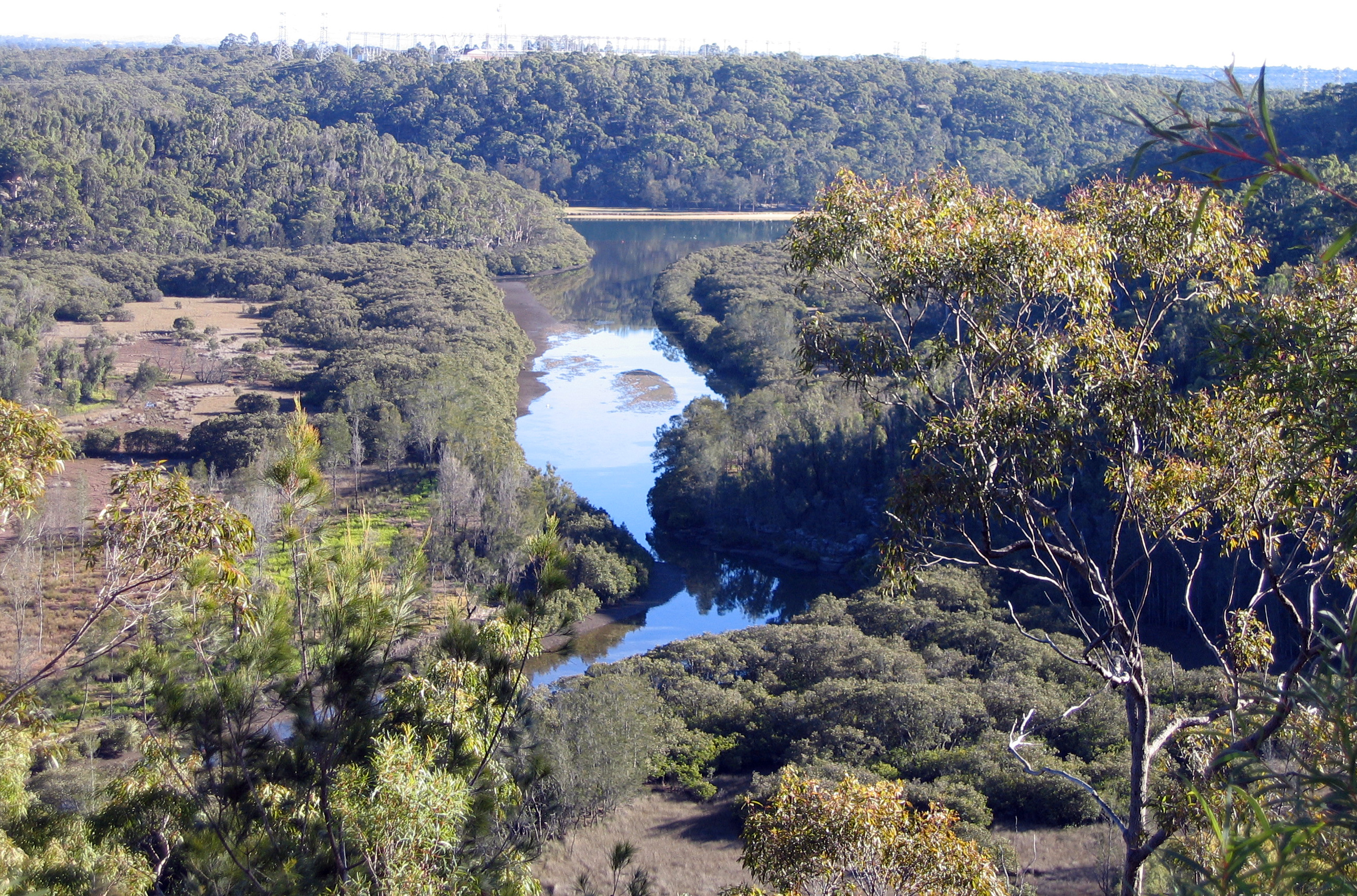 Shows how there is mangrove right next to the river then behind that is a band of salt marsh a 10 or so meters wide and then big trees start growing further inland.