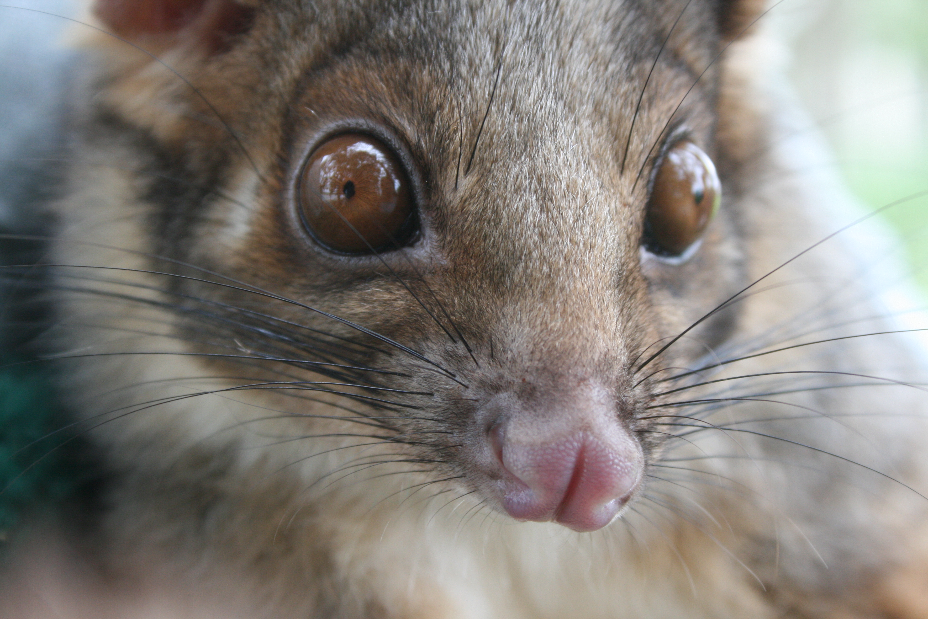 ringtail possum looking at the camera, it looks cute.