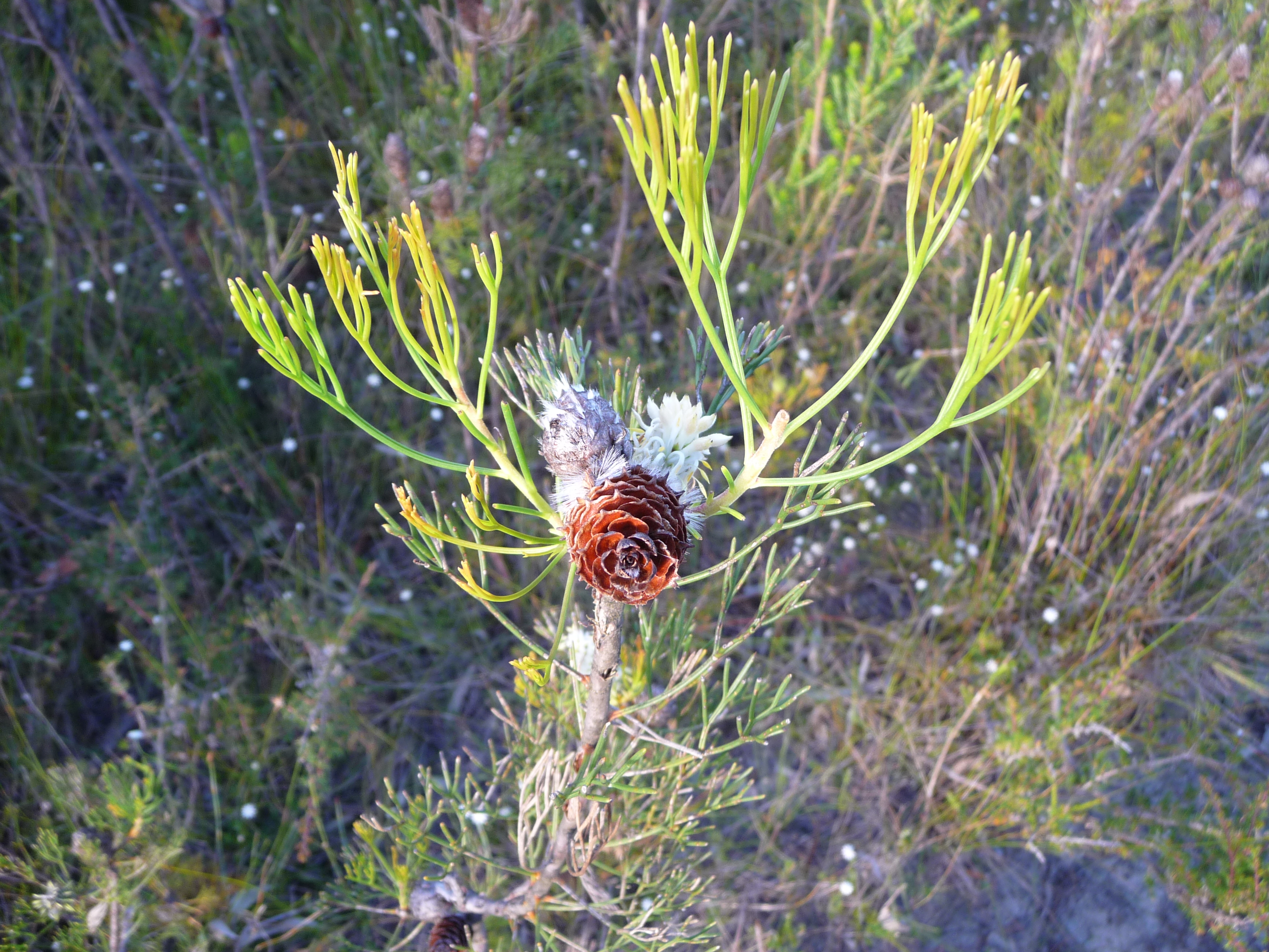 Large spikey odd looking flower, similar too and related to the banksia and waratah.