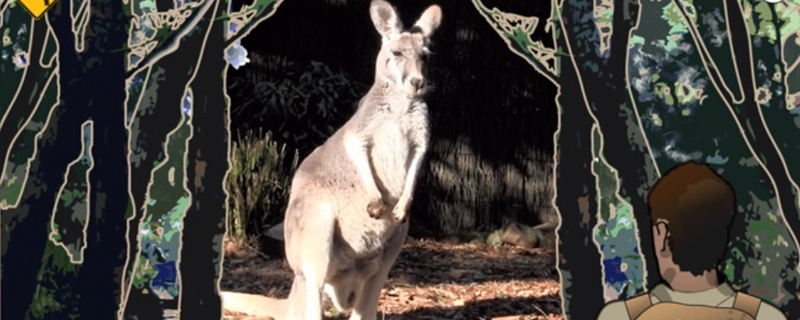 Screenshot of the app showing a kangaroo