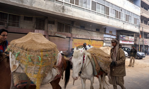 Donkeys laden with goods being led down a city street Donkeys laden with goods being led down a city street