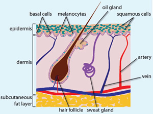 Diagram of the skin