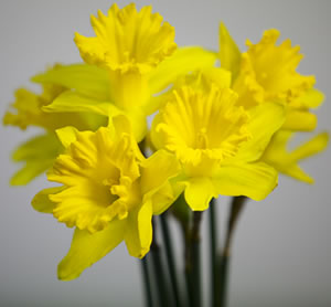 yellow flowers