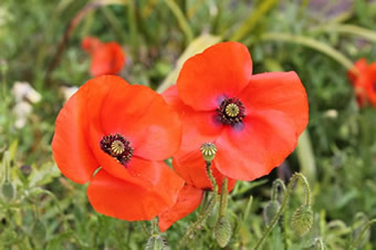 Two poppies in a field