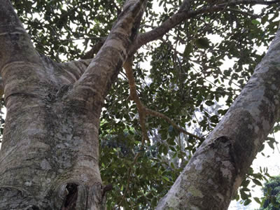 Looking up through the branches of a Moreton Bay fig Looking up through the branches of a Moreton Bay fig