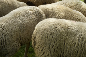 Several sheep Several sheep