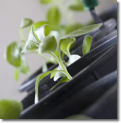 Image of some pots containing small green plants