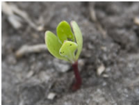 Small plant with red stem