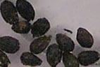 Small black seeds