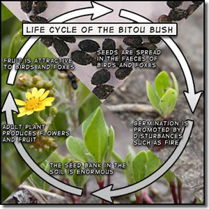 Graphic showing the life cycle of bitou from seed to seedling to adult plant